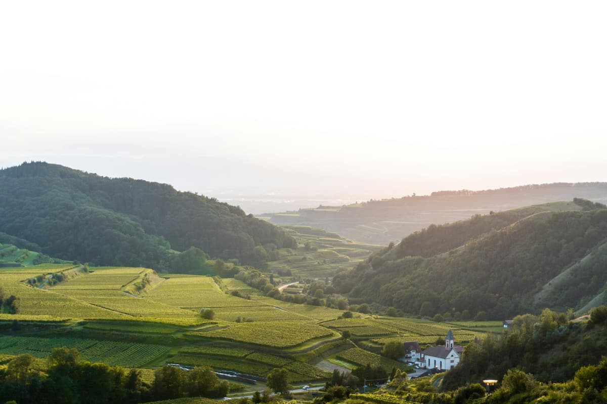 Weinberge und bewaldete Hügel am Kaiserstuhl im weichen Abendlicht, unten rechts eine kleine Kirche